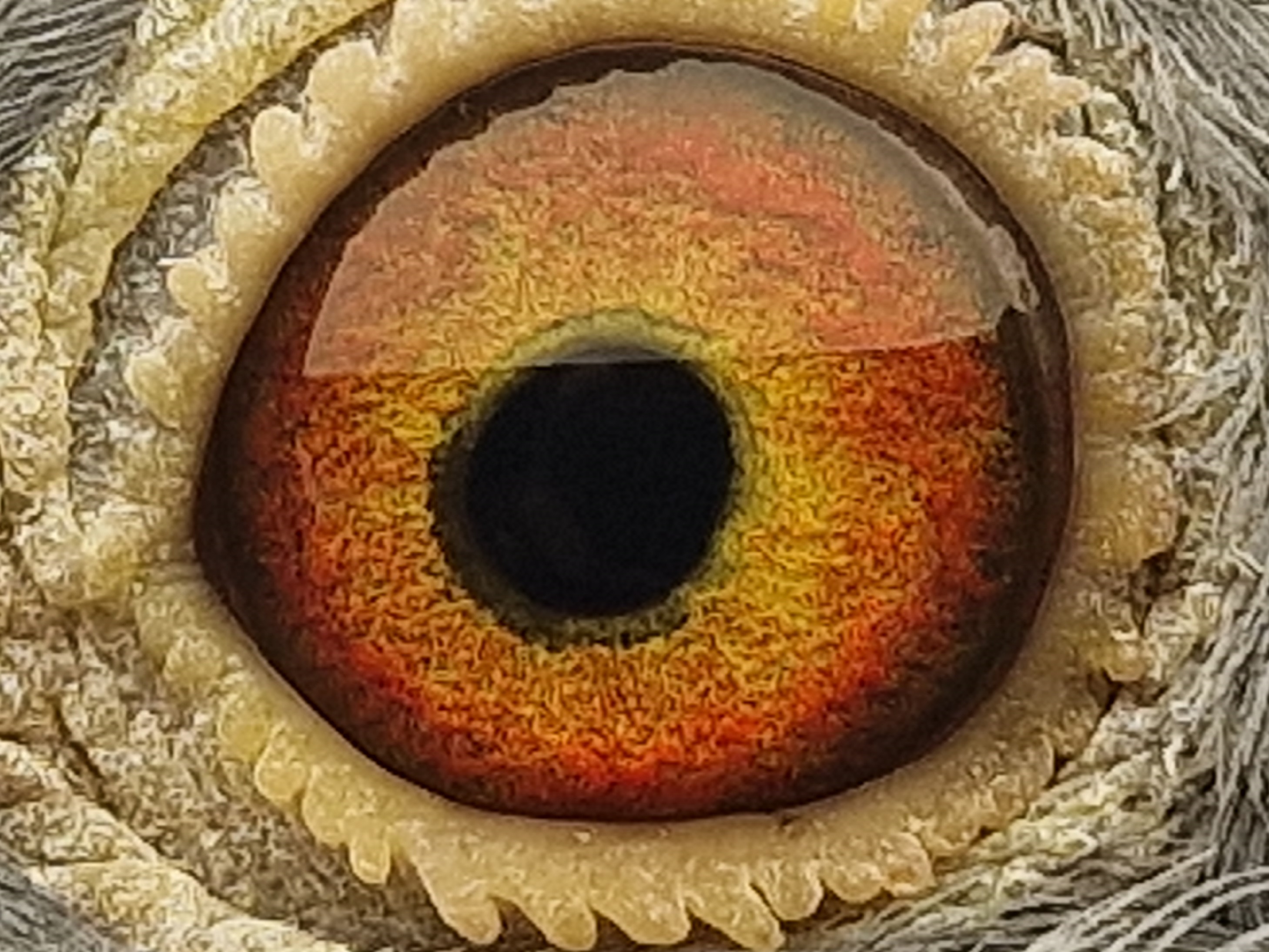 Pigeon eye